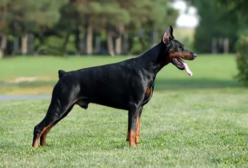 Vista 3 de Dean y Tyler DT Freedom Winter #5 Bozal, Doberman