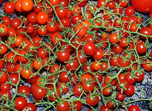Vista 8 de Más de 20 semillas de tomate de grosella más pequeña del mundo, temprano, reliquia sin OMG, raras, tempranas, vigorosas, dulces, indeterminadas