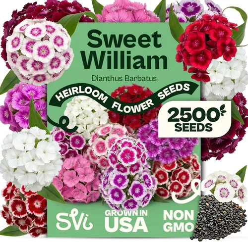 Vista 19 de Queen Anne 's Lace- 200 semillas – 50% de descuento venta