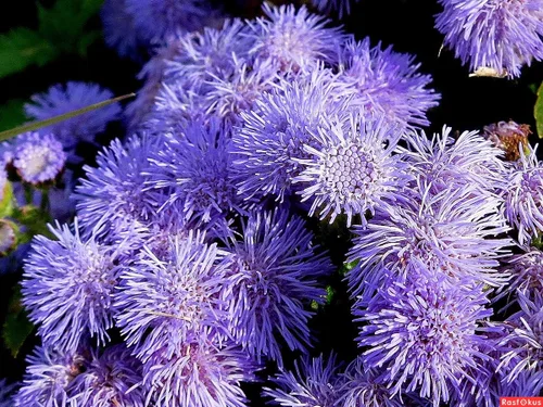 Vista 2 de Ageratum Mix 500+ semillas sin OMG para plantar