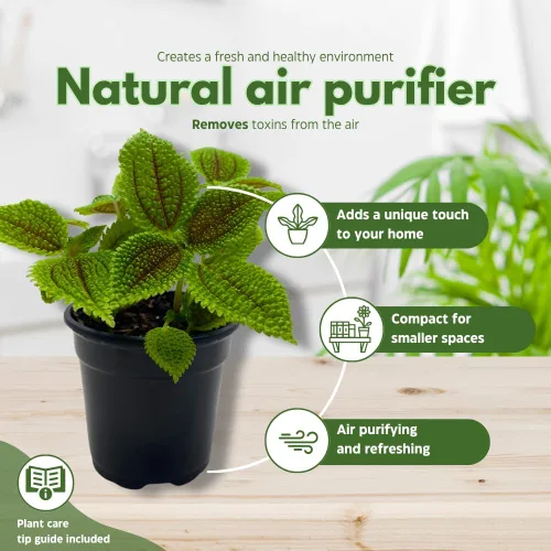 Vista 8 de BubbleBlooms Pilea Mollis Moon Valley en una planta de amistad en maceta de 4 pulgadas
