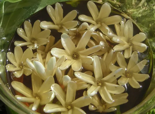 Vista 2 de Mono'i de Tahiti'- Double Tiare' Aroma 100% Natural-LIMITED EDITION 2 tamaños (32 oz)