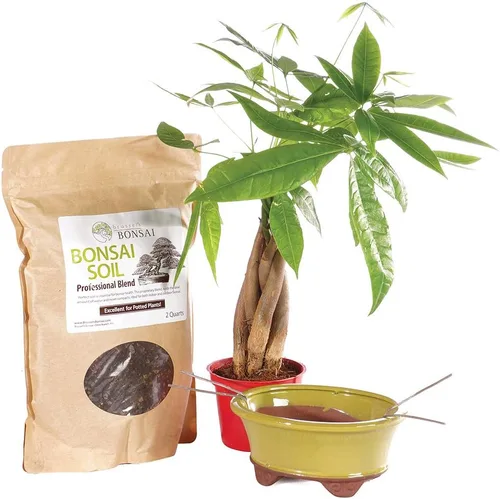 Vista 13 de Brussel's Bonsai - Árbol bonsái para interiores, Olla de cerámica, M Live Ficus Bonsai Tree, Indoor Houseplant, Ceramic Pot, 7-Year, Easy Care