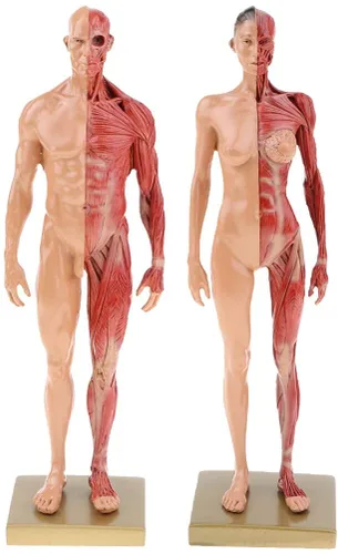 Vista 6 de BONEW Resina masculina y femenina de 11.8 in, anatomía anatómica humana, cabeza de cráneo, modelo de cuerpo, modelo de hueso muscular