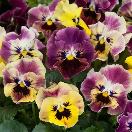 Vista 19 de Eden Brothers Johnny Jump Up Seeds