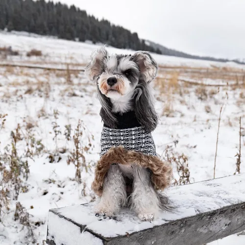 Vista 6 de Suéter para perro con capa, suéter de algodón perla para cachorros, ropa de punto para clima frío para perros pequeños, ropa clásica de cuello