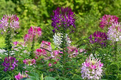 Vista 3 de Semillas Flores Cleome Mix Anual - 100 Semillas