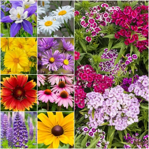 Vista 10 de Seed Needs Mezcla de semillas polinizadoras Mezcla de miel de abejas Flores silvestres A granel 1 onza 12,500+ semillas originales 20 variedades