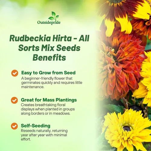Vista 3 de Outsidepride All Sorts Mix Rudbeckia Seeds - 100 unidades. Semillas de flores anuales, fáciles de cultivar y auto-siembradas para plantar flores