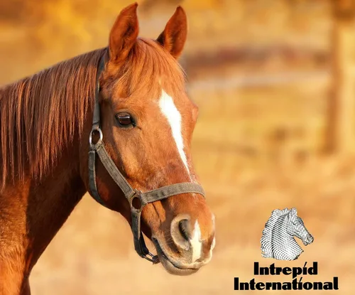 Vista 2 de Coronet Boca de cobre Dr. Bristol Slow Twist Full Cheek Bit