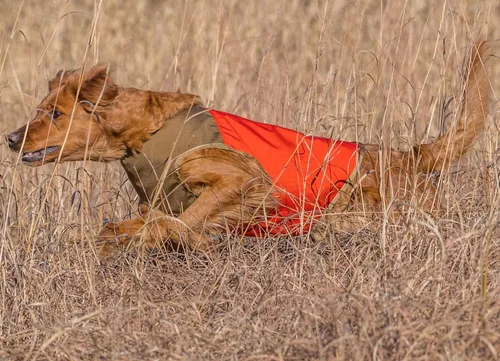 Vista 5 de CUGA Chaleco Serious Protection for The Active Dog (MED, Naranja/Coyote)