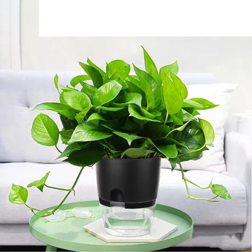 Vista 5 de Vanavazon Macetas de riego automático de 6 pulgadas para plantas de interior, paquete de 3 macetas de violeta africana con cuerda de mecha