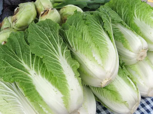 Vista 2 de Semillas Napa - Col china - Vegetales tradicionales - Sin OMG