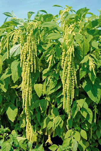 Vista 3 de Flores anuales de amaranto de colas verdes para plantar 500 semillas
