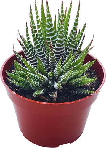 Vista 13 de Suculenta viva de 4 pulgadas "Baby Toes Fenestraria Rhopalophylla, plantas suculentas vivas completamente enraizadas, planta