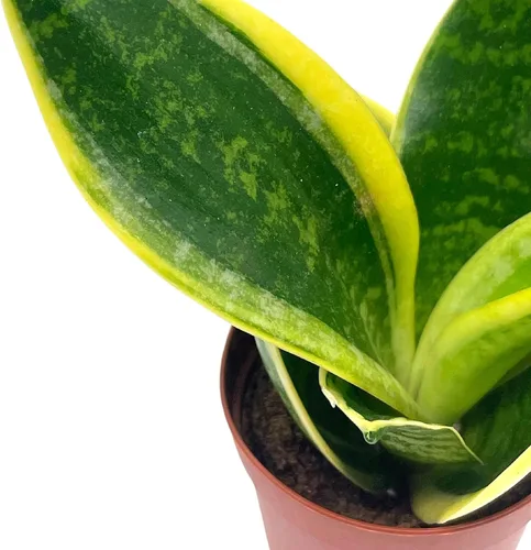 Vista 8 de BubbleBlooms Planta de serpiente varigada en una maceta de 2 pulgadas Sansevieria Dracaena trifasciata Tiny Mini Pixie Plant