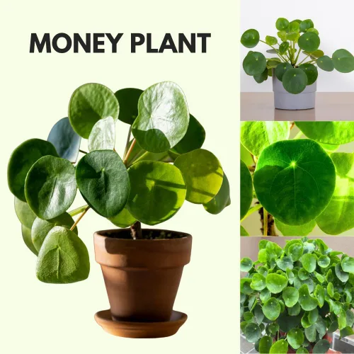 Vista 3 de Planta de dinero vivo, plantas Pilea Peperomioides, 5-7 pulgadas de alto, planta