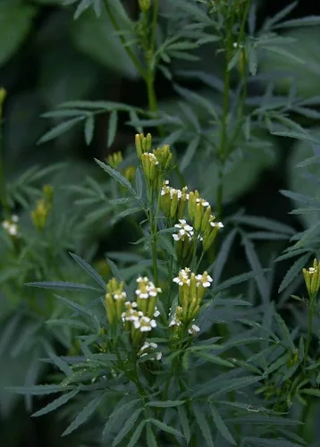 Vista 2 de Huacatay Semillas de Perejil, Hierba Peruana y Culinaria de Menta Negra Tagetes Minuta, 100 Semillas para Plantar, Reliquia, Polinización Abierta