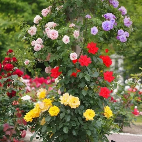 Vista 4 de Rosas trepadoras aleatorias para jardín, plantas de rosas fragantes y resistentes para plantar al aire libre, sin maceta, planta de inicio de 5 a 9