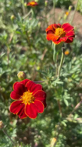 Vista 5 de Plant Good Seed Semillas orgánicas de caléndula roja – Paquete de 50 semillas tradicionales para plantar flores – Suministros de jardinería, flores