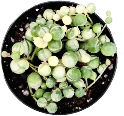 Vista 2 de Plantas suculentas vivas con cadena de perlas (maceta de 2.5 pulgadas, perla abigarrada)