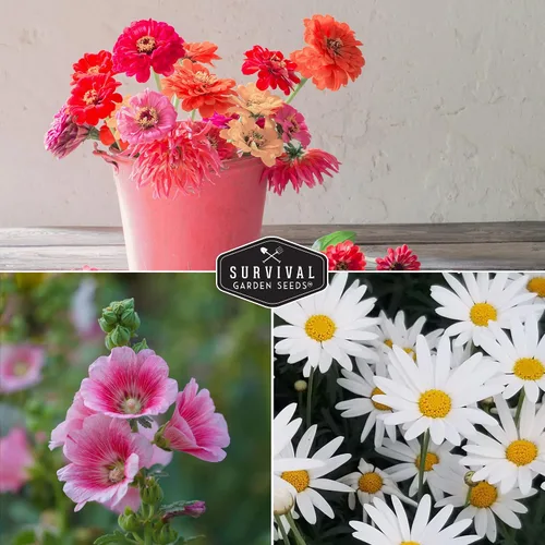 Vista 4 de Colección de 5 semillas de flores para plantar - Zinnia, caléndula, equinácea, margarita y hollyhock - Paquete de regalo de polinizador sin OMG