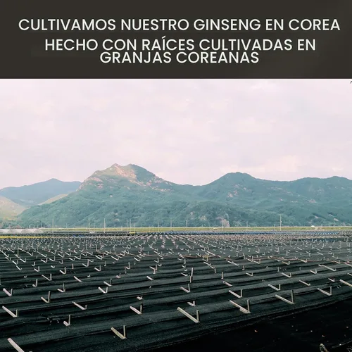 Vista 8 de Barra de ginseng rojo coreano de 6 años, 100 unidades, cada extracto de ginseng Plus, 100% de origen coreano, raíces de 6 años, aumenta la energía
