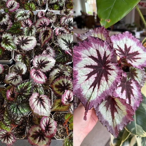 Vista 4 de 2 plantas vivas de Begonia Angel Wing Maculata, tamaño de 5-9 pulgadas de alto, plantas de begonia con lunares surtidas, plantas decorativas