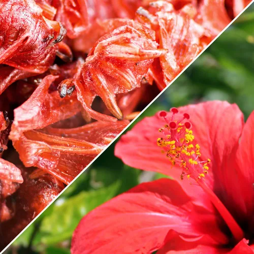 Vista 4 de Flor de hibisco confitada seca por Its Delish, (1 libra)