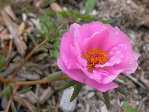 Vista 2 de 100 semillas de flor rosa Portulaca Grandiflora/rosa musgo *Comb S/H