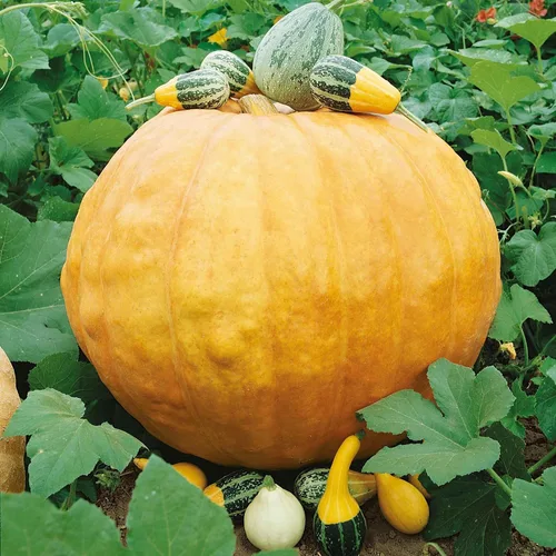 Vista 5 de Eden Brothers Semillas de calabaza (orgánicas) - Azúcar pequeño