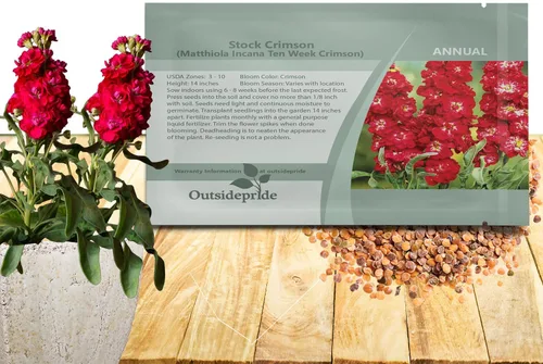 Vista 11 de Outsidepride Ten Week Blue Mattiola Stock Seeds – 1000 semillas anuales de flores para plantar con flores fragantes que atraen a los polinizadores