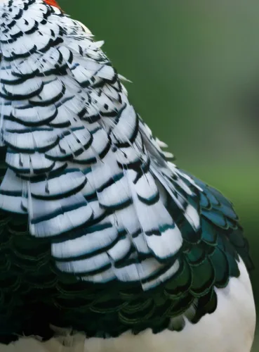 Vista 6 de Green Lady Amherst - Plumas artesanales de faisán, 1 docena