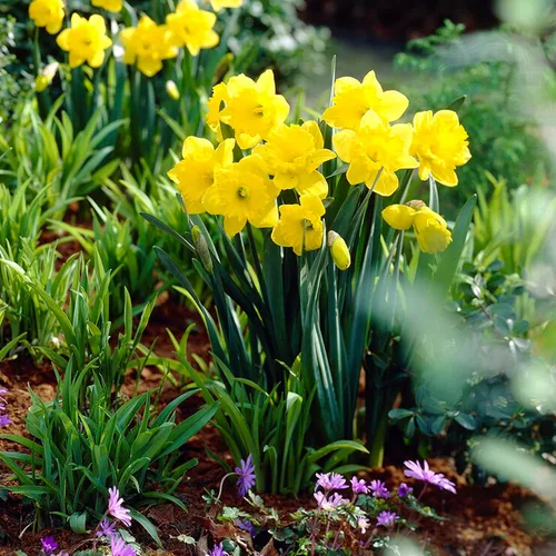 Vista 6 de Garden State Bulb Narciso Trompeta Dutch Master Narciso Flor Bulbos 0.3 in, Plantación de Otoño (Bolsa de 25)