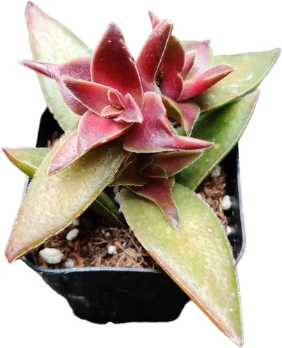 Vista 8 de Plantas de cactus suculentas vivas (2 pulgadas Opuntia Microdasy Golden Swirl Monstrose)