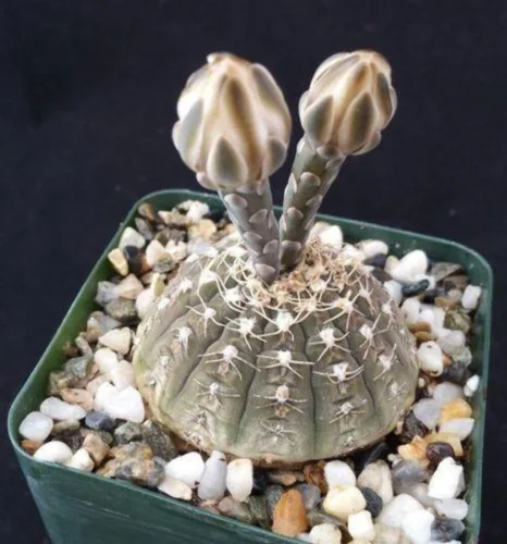 Vista 3 de Gymnocalycium ragonesii Cactus Cactus Suculenta Planta Real