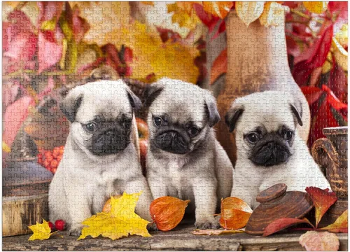Vista 9 de MyPuzzle Pug Puppies - Rompecabezas prémium de 100 piezas, fabricado en Estados Unidos