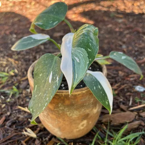 Vista 5 de Philodendron Plant Prince of Orange - Planta viva de 3 pulgadas, adornos para plantas de interior, plantas perennes, cultivo de jardín, puede crecer