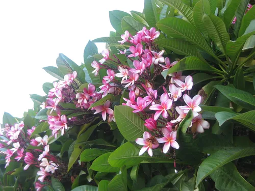Vista 2 de Planta de interior rosa tropical hawaiana Plumeria Slip P9