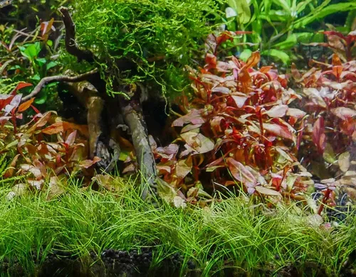 Vista 4 de Marcus Fish Tanks - Eleocharis parvula de pelo enano césped para acuario plantas vivas para alfombrar pecera para peces de agua dulce