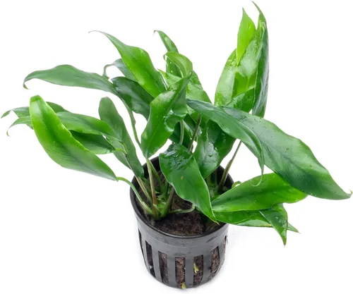 Vista 52 de SubstrateSource Plantas vivas – Anubias Hastifolia (Anubias hastifolia) – Luz baja a moderada, hojas en forma de flecha de color verde medio a