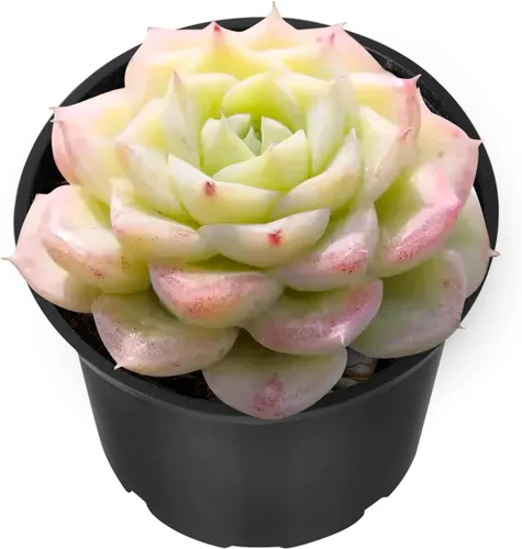 Vista 22 de Sprout N Green Echeveria 'Ball of Fat', planta suculenta viva rara totalmente enraizada en maceta de 2 pulgadas con tierra, oficina en casa