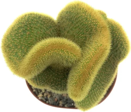 Vista 3 de Rara planta de cactus con cresta de Cactáceas doradas de 6 pulgadas - Hildewintera Aureispina - Planta de cactus vivo, Euphorbia Monstrose