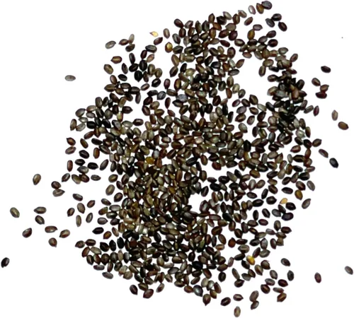 Vista 4 de Seed Needs Semillas de bálsamo de abeja manchada para plantar flores/hierbas de caballo 1 paquete