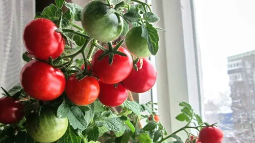 Vista 3 de Semillas de tomates cherry de arbusto enano para plantar alrededor de 20 semillas de tomate