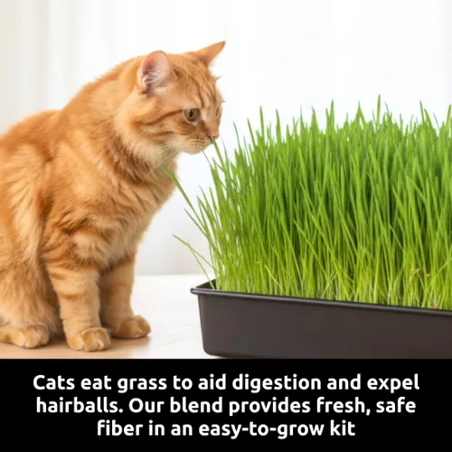Vista 6 de Kit de cultivo de hierba para gatos, semillas orgánicas, tapetes de cultivo de yute, contenedor de cultivo de 10 x 10 pulgadas, ideal para gatos