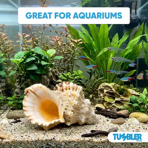 Vista 5 de Tumbler Home Conchas marinas grandes para decoración o pecera, decoración costera y náutica, soporte para plantas de aire, adornos de acuario