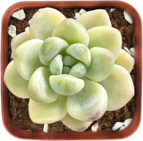Vista 13 de Plantas suculentas vivas de 2", Aeonium 'Superbang', suculentas mini en maceta, planta de interior de fácil cuidado, regalos únicos, decoración