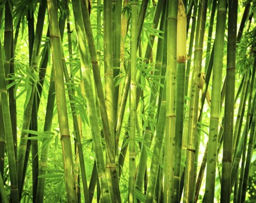 Vista 3 de 100 piezas de semillas de bambú verde semillas de bambú gigantes de crecimiento rápido