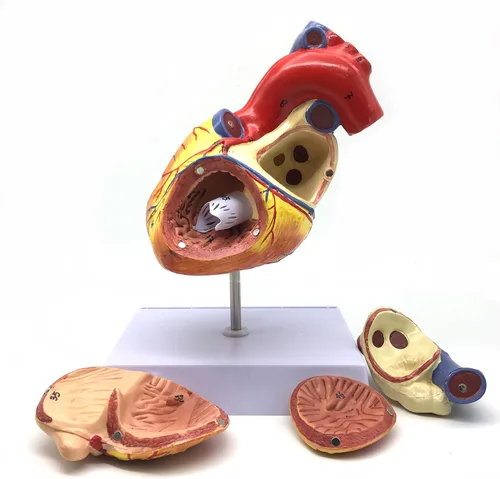 Vista 2 de XINDAM Modelo anatómico de corazón humano ampliado 2X, modelo anatómicamente preciso de corazón, anatomía de esqueleto humano para ciencias, aula